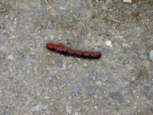 saucisse aux herbes