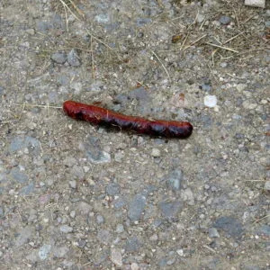 saucisse aux herbes